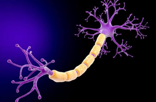 نورون‌ها، دارای فعالیت الکتریکی هستند.
