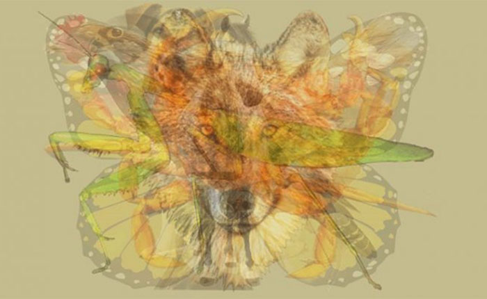 چگونه از تست های تصویری برای بررسی شخصیت افراد استفاده می شود